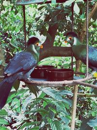 Close-up of birds perching on plant