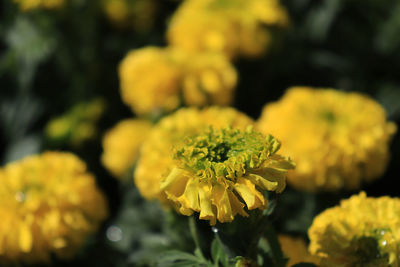 Close-up of yellow flowering plant