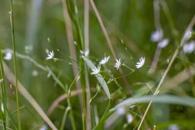 Close-up of white dandelion on grass