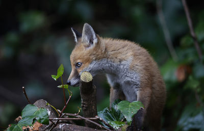 Fox cub climbing a tree