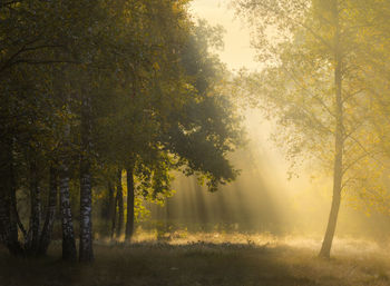 Sunlight streaming through trees in forest