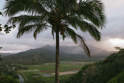 Palm trees and mountains against sky