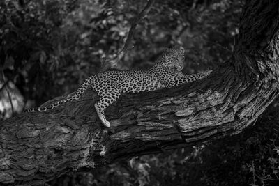 Close-up of leopard