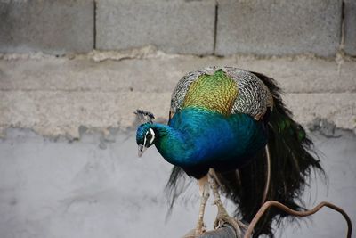 Close-up of bird perching outdoors