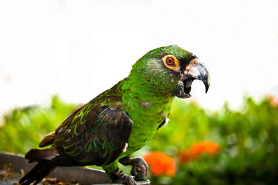 Close-up of parrot perching on a plant