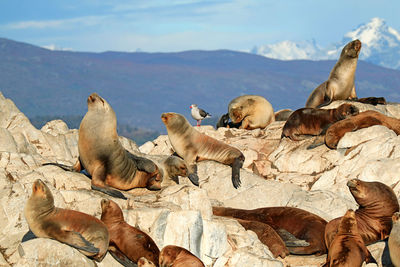 Colony of patagonian sea lions on the rocky island in beagle channel, ushuaia, argentina