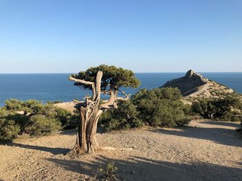 Trees by sea against clear blue sky