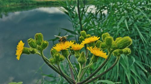 Close-up of yellow flowering plant on field