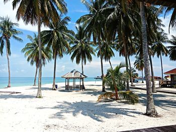 Palm trees on beach against sky