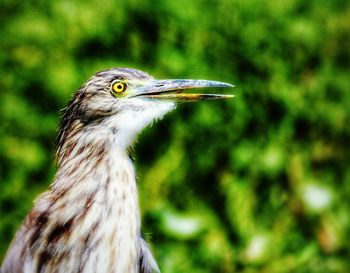 Close-up of a bird