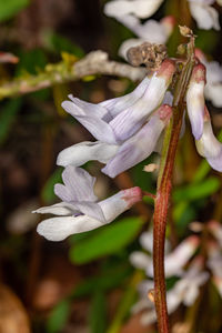 plant