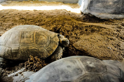 High angle view of tortoises on field