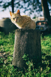 Cat sitting on tree trunk