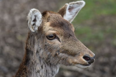 Close-up of deer