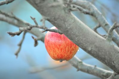 Close-up of red fruit on tree