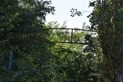 Trees growing in forest against sky