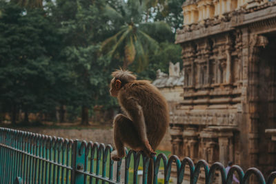 Monkey sitting on fence