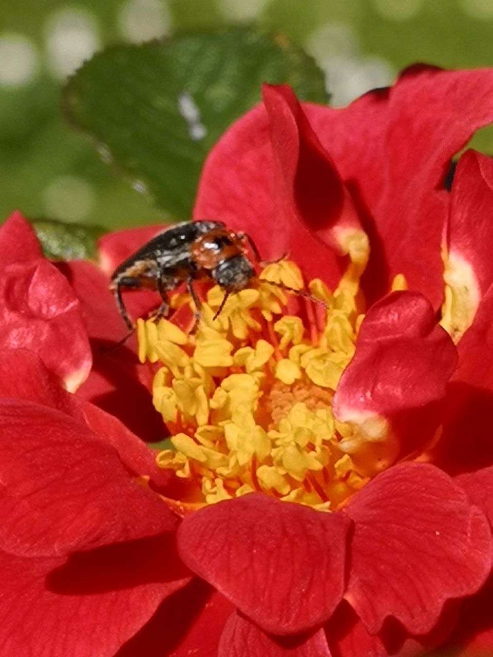 CLOSE-UP OF INSECT POLLINATING ON FLOWER