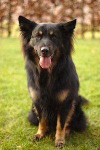 Portrait of black dog on field