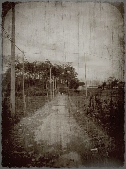 transfer print, auto post production filter, built structure, architecture, building exterior, tree, sky, day, no people, the way forward, outdoors, wall - building feature, building, transportation, abandoned, road, weather, nature, street, bare tree