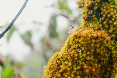 Close-up of lizard on plant during autumn