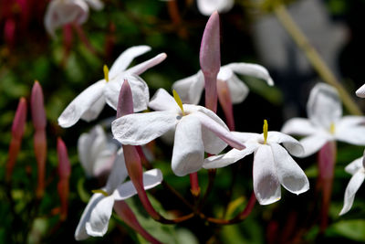 Close-up of white flowering plant