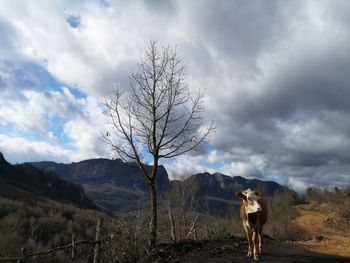 View of a horse on landscape