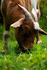 Close up of a brown fainting goat