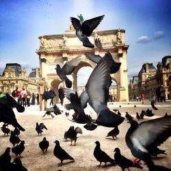 Seagull flying over city