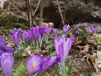 Close-up of purple crocus flowers on field