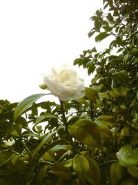 Close-up of white flowers