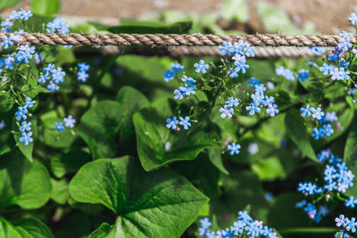 Close-up of purple flowering plant