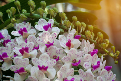 Close up white and purple orchids, small flowers in garden