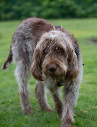 View of dog standing on field