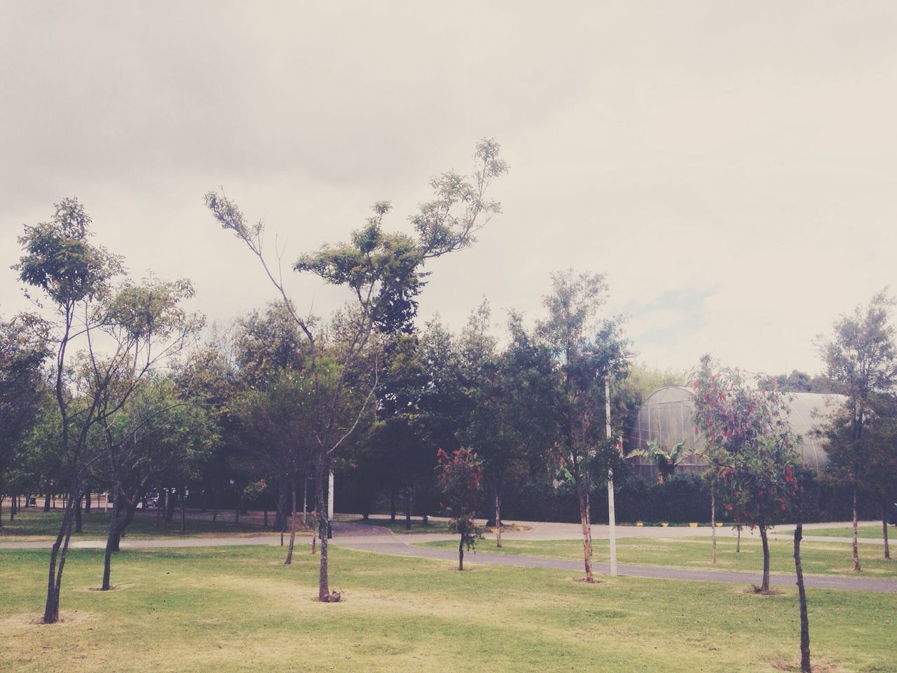 tree, grass, sky, growth, tranquility, landscape, tranquil scene, green color, field, nature, beauty in nature, scenics, fence, grassy, park - man made space, day, tree trunk, branch, outdoors, cloud - sky