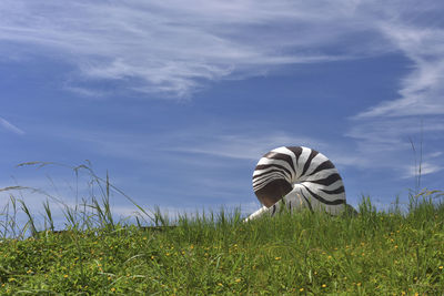 Plants on field against sky