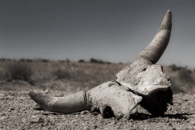 Animal skull on field