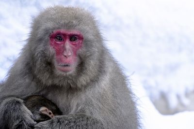 Portrait of a monkey