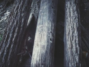 Close-up of wooden tree trunk