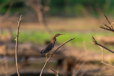 Green heron perched on a slender branch over a ponnd.