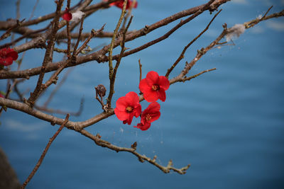 Close-up of red flowering plant against sky