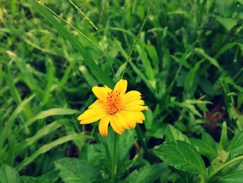 Close-up of yellow flower on field