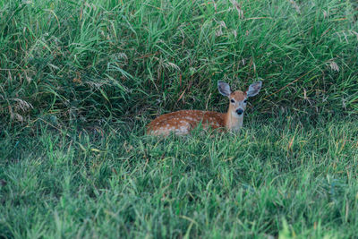 View of deer on field