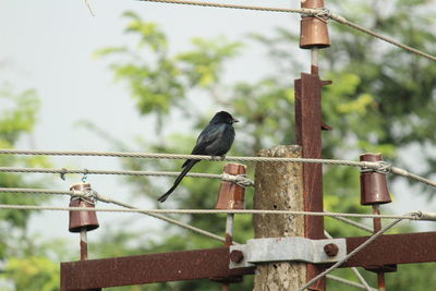 Black drongo bird with two tails sitting on electric line or electric post on the morning