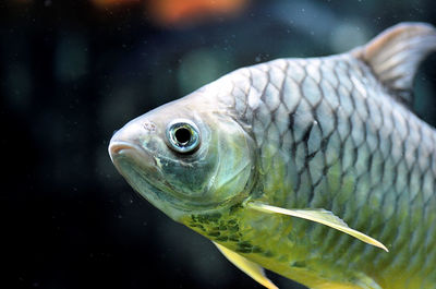 Close-up of fish swimming in sea