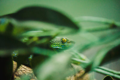 Close-up of insect on leaf