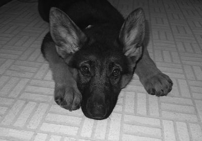 Dog lying on floor