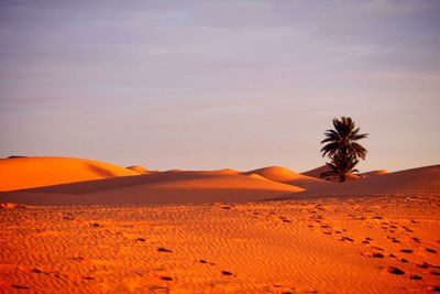 Scenic view of desert