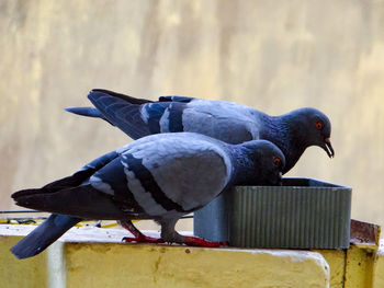 Close-up of pigeon perching on wood against wall