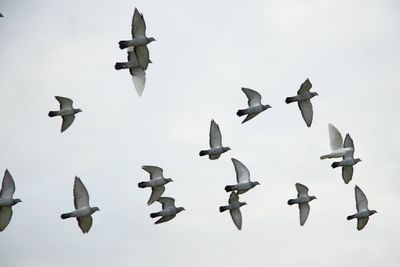 Low angle view of pigeons flying in clear sky